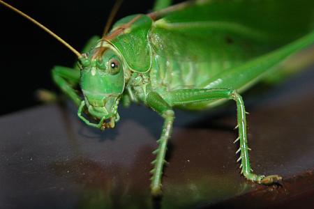 Grasshopper