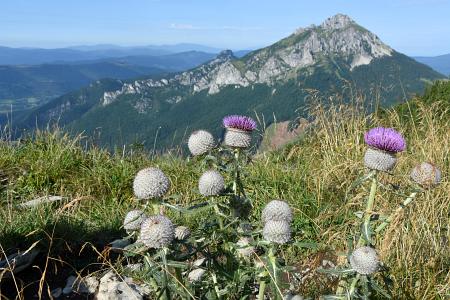 Bodláky na Malé Fatře