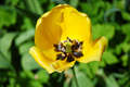Žlutý tulipán