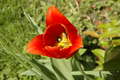 And finally - red tulip