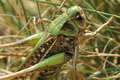 Grasshopper - an attempt of macro