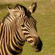 Portrét zebry