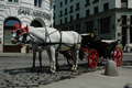 Horse buggy (common for circle tour of city)