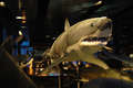 Shark - underwater creature exhibition