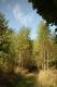 Birch tree wood