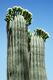 Saguaro blooming