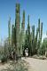 Some Saguaros are even 10m high