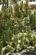Varhanní kaktus (Organ Pipe Cactus)