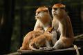 Opice s mláďaty