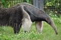 Anteater